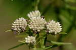 Narrowleaf mountainmint